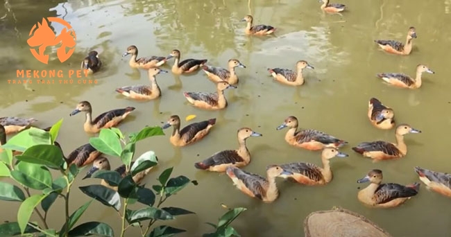 Mua Bán Chim Le Le Giống Chuẩn Chất Lượng Giá Tốt